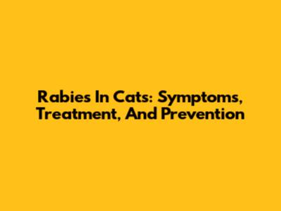 Rabies In Cats: Symptoms, Treatment, And Prevention