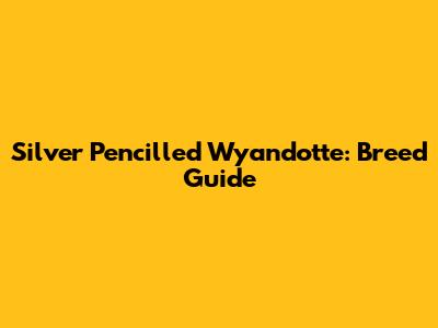 Silver Pencilled Wyandotte: Breed Guide